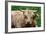 Highland Cattle, Scotland-Peter Thompson-Framed Photographic Print