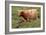 Highland Cattle, Scotland-Peter Thompson-Framed Photographic Print