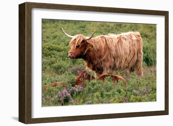 Highland Cattle, Scotland-Peter Thompson-Framed Photographic Print