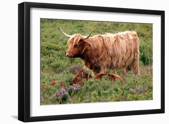 Highland Cattle, Scotland-Peter Thompson-Framed Photographic Print