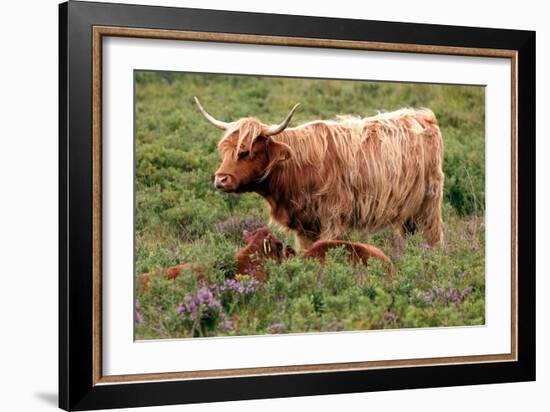 Highland Cattle, Scotland-Peter Thompson-Framed Photographic Print