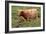 Highland Cattle, Scotland-Peter Thompson-Framed Photographic Print