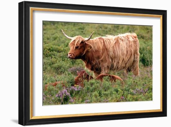 Highland Cattle, Scotland-Peter Thompson-Framed Photographic Print