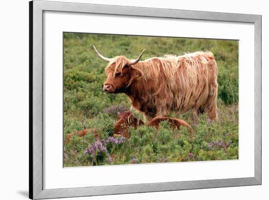 Highland Cattle, Scotland-Peter Thompson-Framed Photographic Print