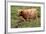 Highland Cattle, Scotland-Peter Thompson-Framed Photographic Print