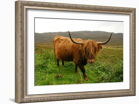 Highland Cattle, Scotland-Peter Thompson-Framed Photographic Print