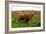 Highland Cattle, Scotland-Peter Thompson-Framed Photographic Print