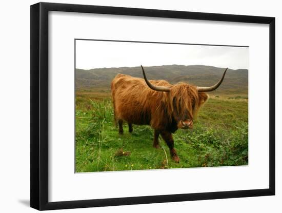 Highland Cattle, Scotland-Peter Thompson-Framed Photographic Print