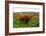 Highland Cattle, Scotland-Peter Thompson-Framed Photographic Print