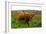 Highland Cattle, Scotland-Peter Thompson-Framed Photographic Print