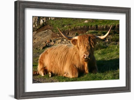 Highland Cattle, Scotland-Peter Thompson-Framed Photographic Print