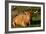 Highland Cattle, Scotland-Peter Thompson-Framed Photographic Print