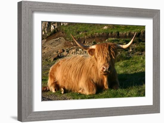 Highland Cattle, Scotland-Peter Thompson-Framed Photographic Print