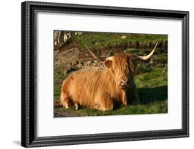 Highland Cattle, Scotland-Peter Thompson-Framed Photographic Print