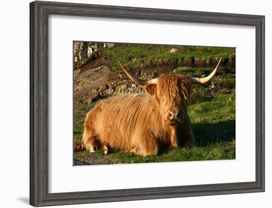 Highland Cattle, Scotland-Peter Thompson-Framed Photographic Print