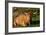 Highland Cattle, Scotland-Peter Thompson-Framed Photographic Print