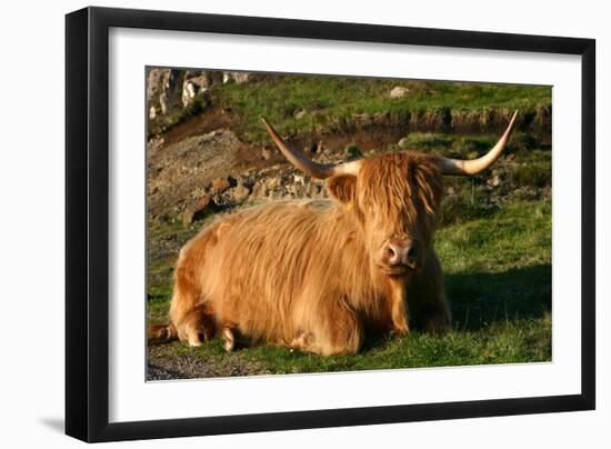 Highland Cattle, Scotland-Peter Thompson-Framed Photographic Print