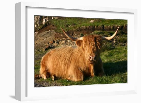 Highland Cattle, Scotland-Peter Thompson-Framed Photographic Print