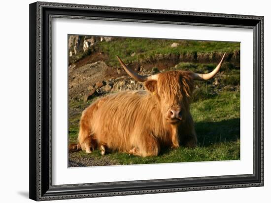 Highland Cattle, Scotland-Peter Thompson-Framed Photographic Print