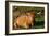 Highland Cattle, Scotland-Peter Thompson-Framed Photographic Print