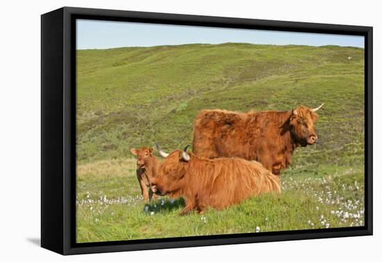 Highland Cattle Two Adults of Which One Is Resting-null-Framed Premier Image Canvas