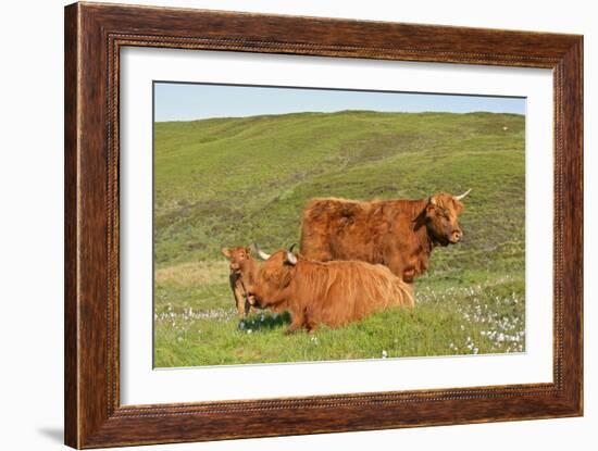 Highland Cattle Two Adults of Which One Is Resting-null-Framed Photographic Print