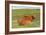 Highland Cattle Two Adults of Which One Is Resting-null-Framed Photographic Print