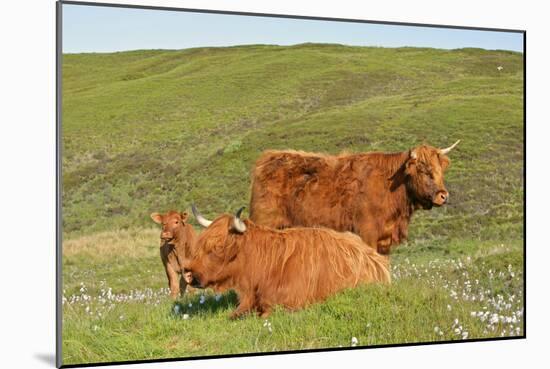 Highland Cattle Two Adults of Which One Is Resting-null-Mounted Photographic Print