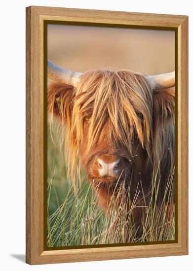 Highland Cattle-null-Framed Premier Image Canvas