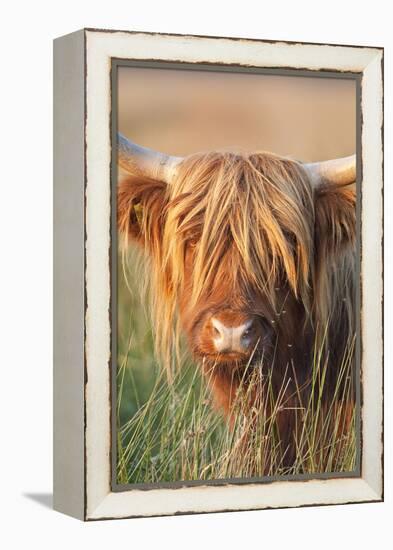 Highland Cattle-null-Framed Premier Image Canvas