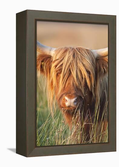 Highland Cattle-null-Framed Premier Image Canvas