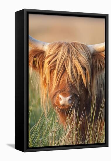 Highland Cattle-null-Framed Premier Image Canvas