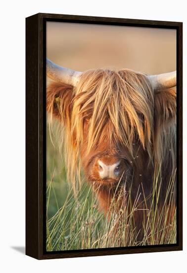 Highland Cattle-null-Framed Premier Image Canvas