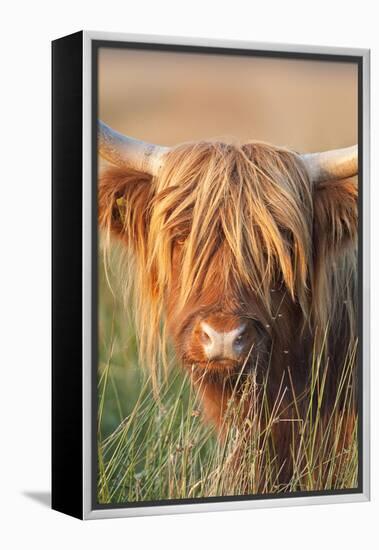 Highland Cattle-null-Framed Premier Image Canvas