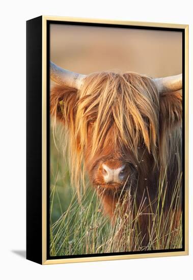 Highland Cattle-null-Framed Premier Image Canvas