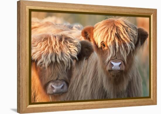 Highland Cattle-null-Framed Premier Image Canvas