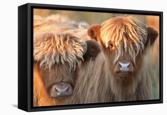 Highland Cattle-null-Framed Premier Image Canvas