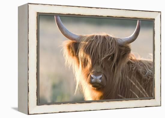 Highland Cattle-null-Framed Premier Image Canvas