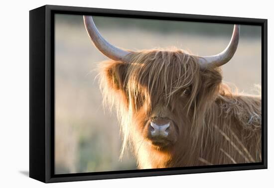 Highland Cattle-null-Framed Premier Image Canvas