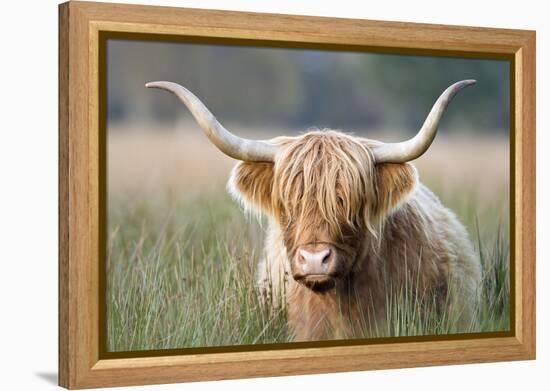 Highland Cattle-null-Framed Premier Image Canvas