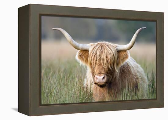 Highland Cattle-null-Framed Premier Image Canvas