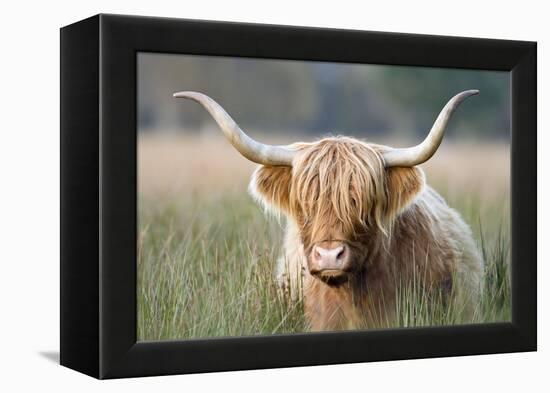 Highland Cattle-null-Framed Premier Image Canvas