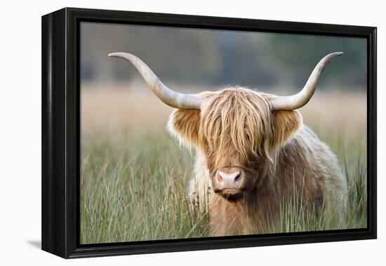 Highland Cattle-null-Framed Premier Image Canvas