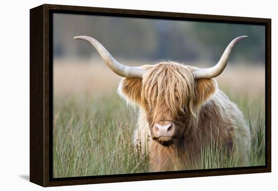 Highland Cattle-null-Framed Premier Image Canvas