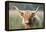 Highland Cattle-null-Framed Premier Image Canvas