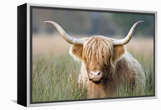 Highland Cattle-null-Framed Premier Image Canvas