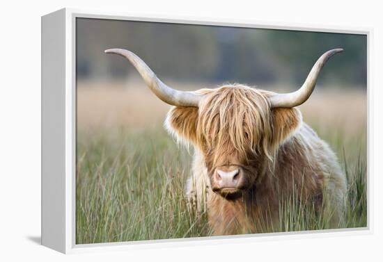 Highland Cattle-null-Framed Premier Image Canvas