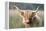 Highland Cattle-null-Framed Premier Image Canvas