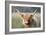 Highland Cattle-null-Framed Premium Photographic Print