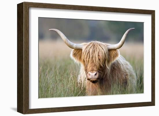 Highland Cattle-null-Framed Premium Photographic Print